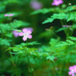 Meet your Posher, Hailey